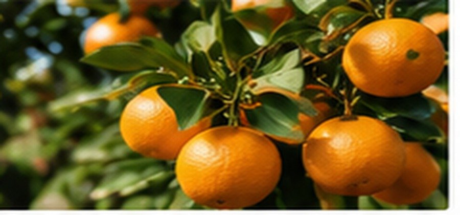 Premium citrus fruit on trees